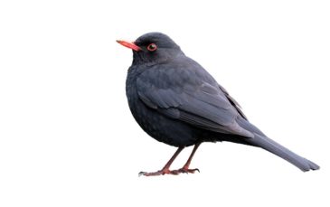 Blackbird
