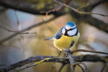 Blue tit