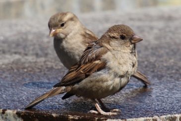 House sparrow
