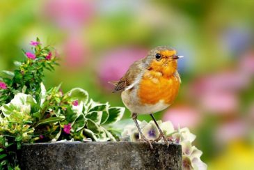 Robin