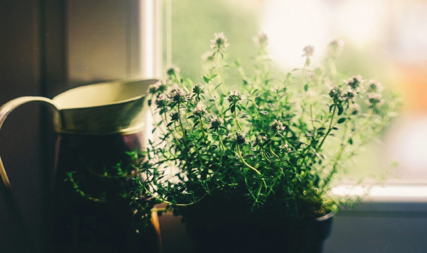 House plants