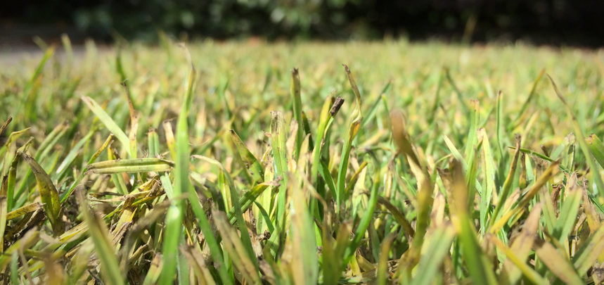 Yellow Turf