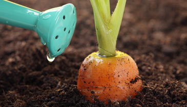 Carrots Grown In Nutrient Rich Topsoil
