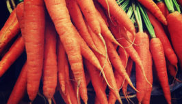 Carrot 1