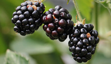 Blackberries