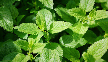 Mint
