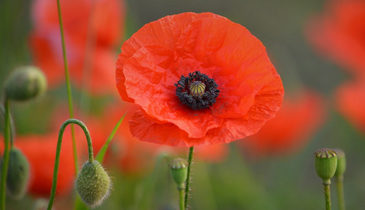 Poppies