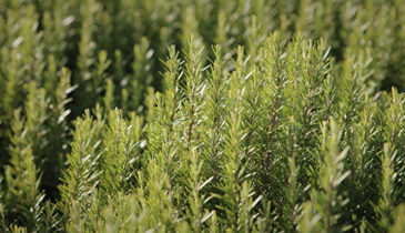 Rosemary