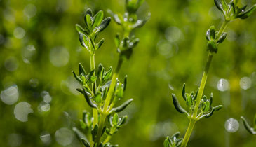 Thyme