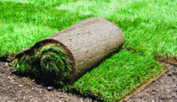 Cheapest Turf Prices
