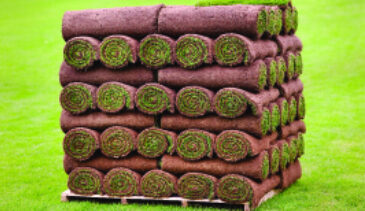 Turf Rolls