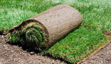 Freshly Laid Turf