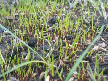 Lawn seedlings