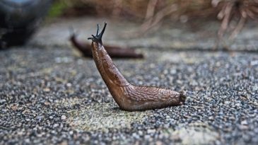 Pests and disease