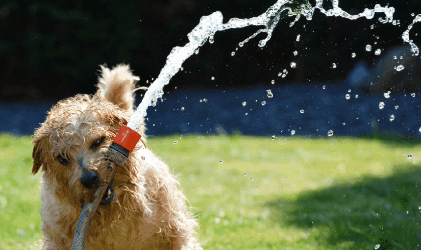 Caring For Lawn During Heatwave