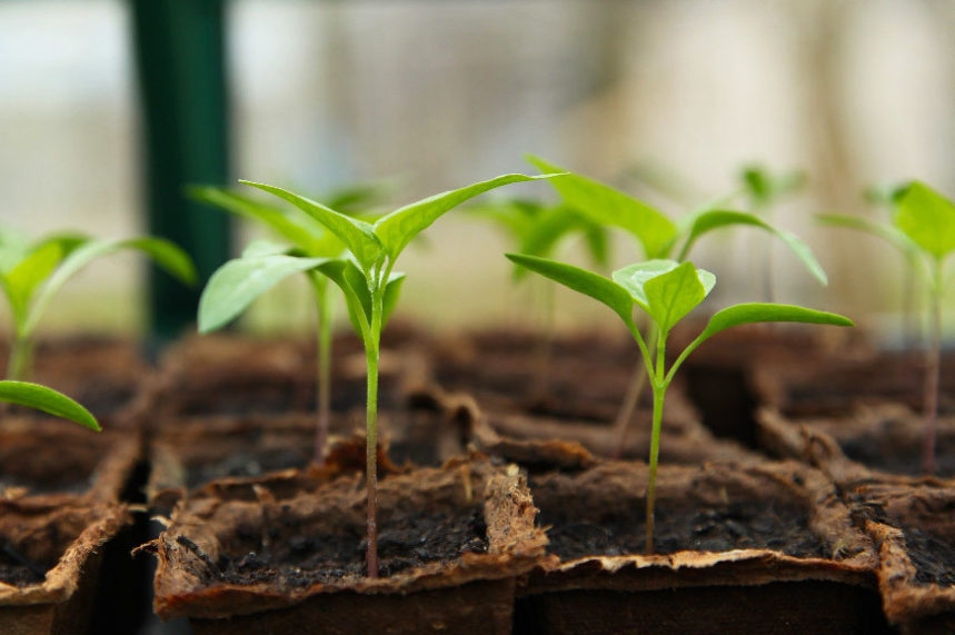 Gardening for beginners