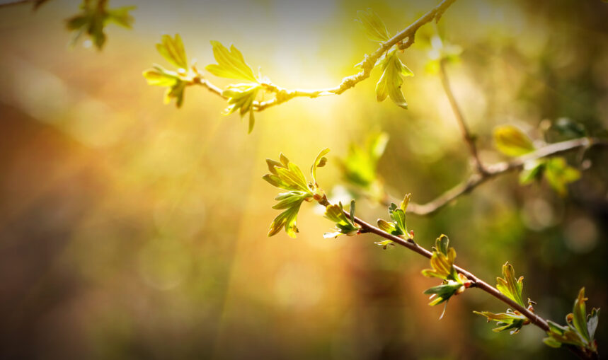 Getting Ready For Spring
