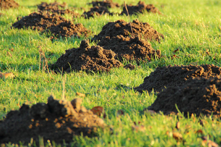 How to rejuvinate lawn