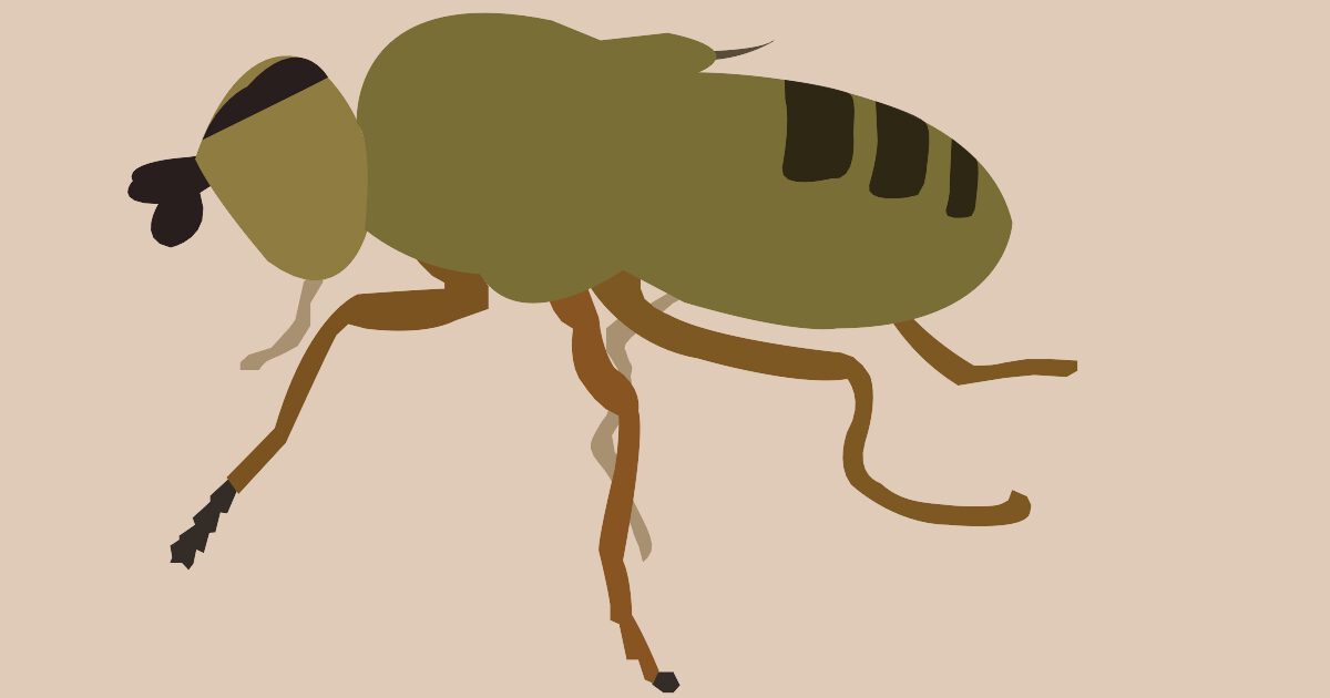 Frit Flies In Lawn How To Control Them Online Turf