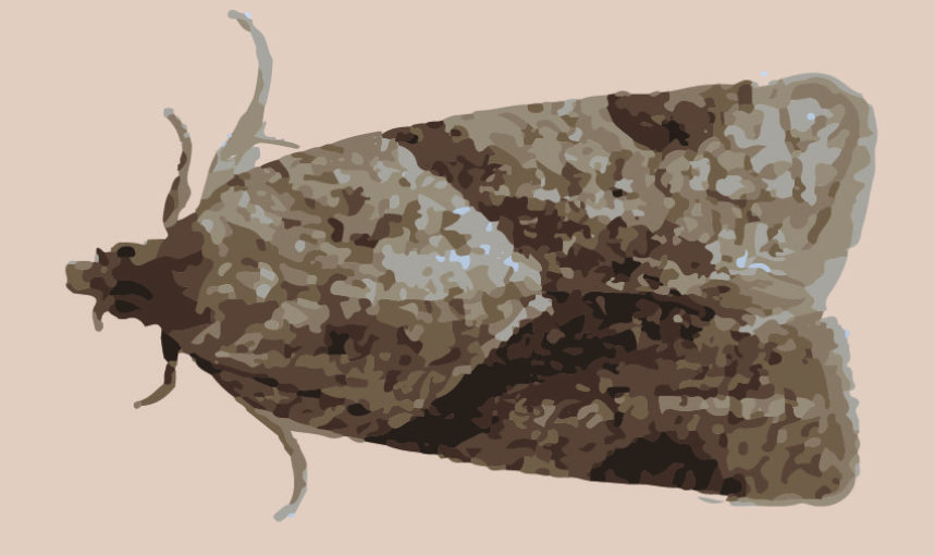 Moth