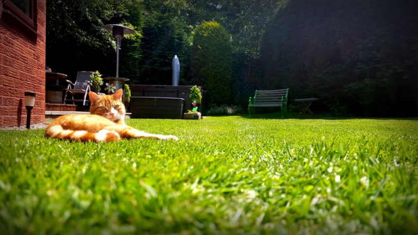 How to Choose The Right Turf